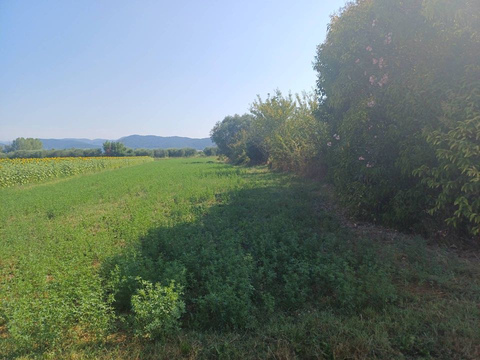 Helårsgrund i Vecchiano, Pisa - foto 1