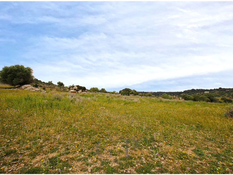Land in Son Servera, Mallorca - photo 2