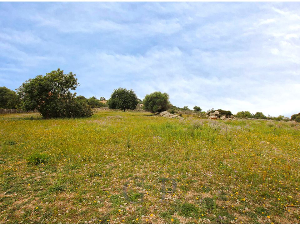 Land in Son Servera, Mallorca - photo 4