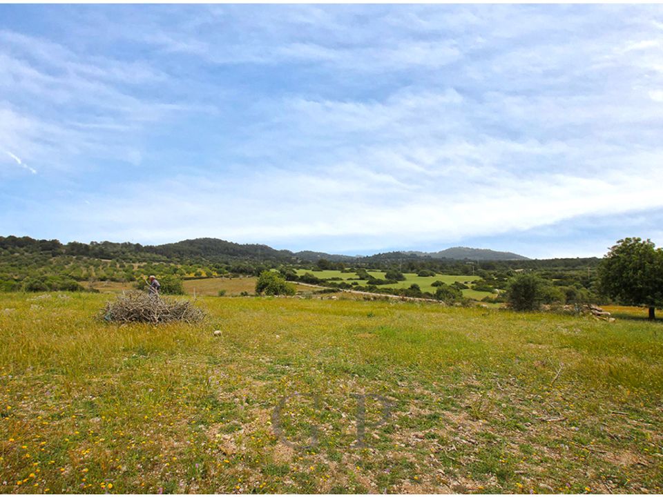 Land in Son Servera, Mallorca - photo 5