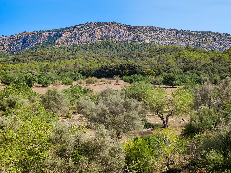 Helårsgrund i Pollenca, Mallorca - foto 4