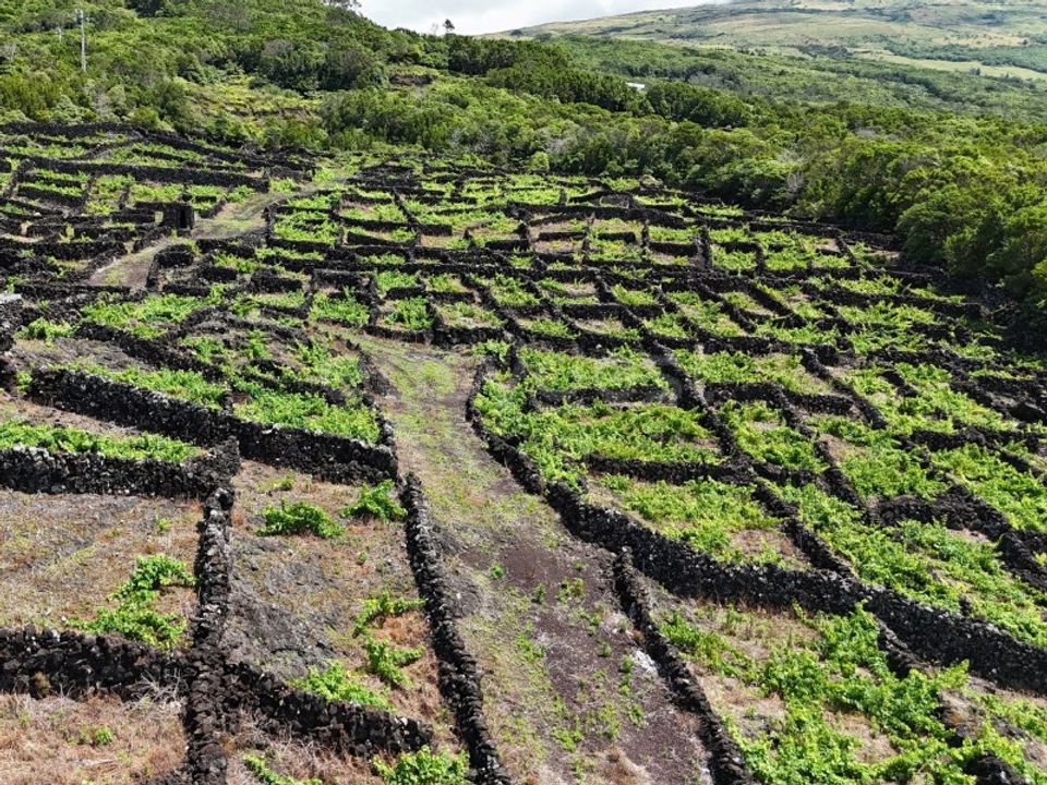 Helårsgrund i Sao Mateus, Graciosa - foto 5
