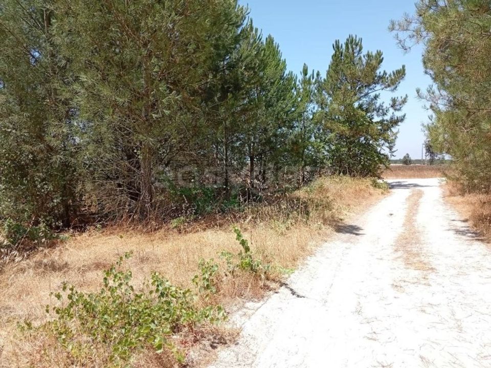 Helårsgrund i Montijo, Setubal - foto 5