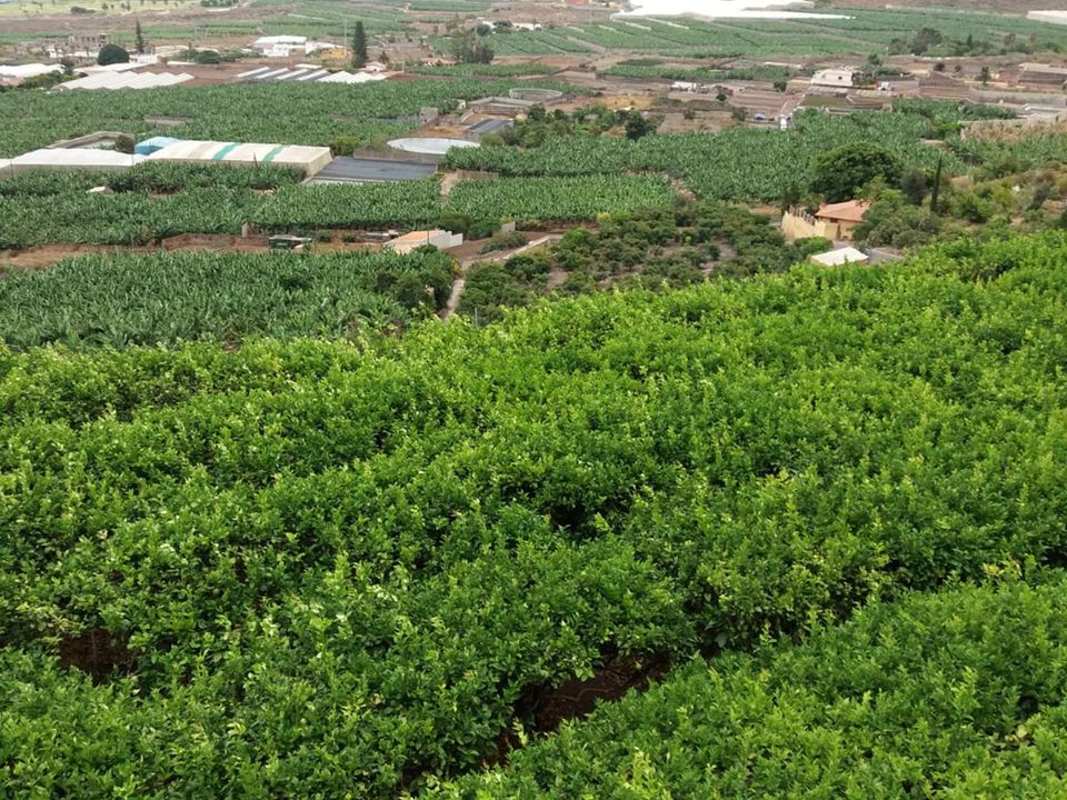 Helårsgrund i Buenavista Del Norte, Tenerife - foto 1