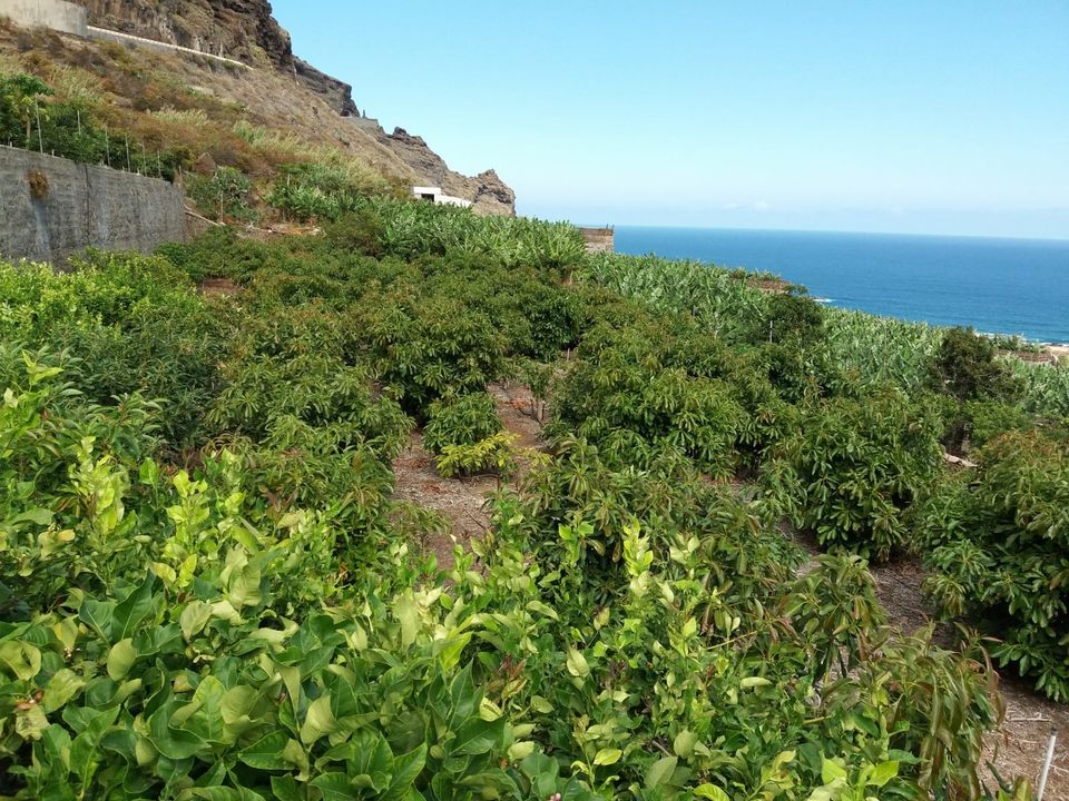 Helårsgrund i Buenavista Del Norte, Tenerife - foto 2