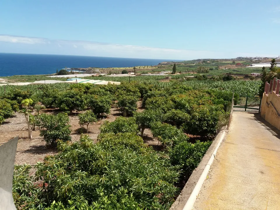 Helårsgrund i Buenavista Del Norte, Tenerife - foto 3