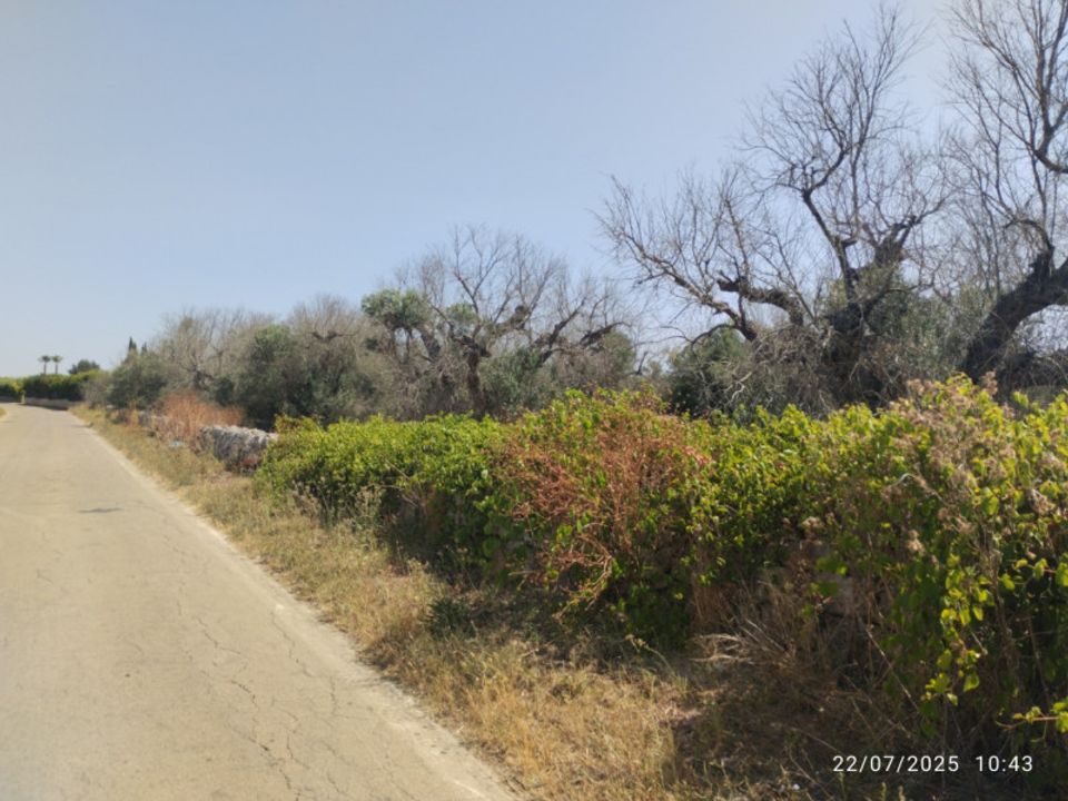 Tomt i Casarano, Lecce - bilde 2