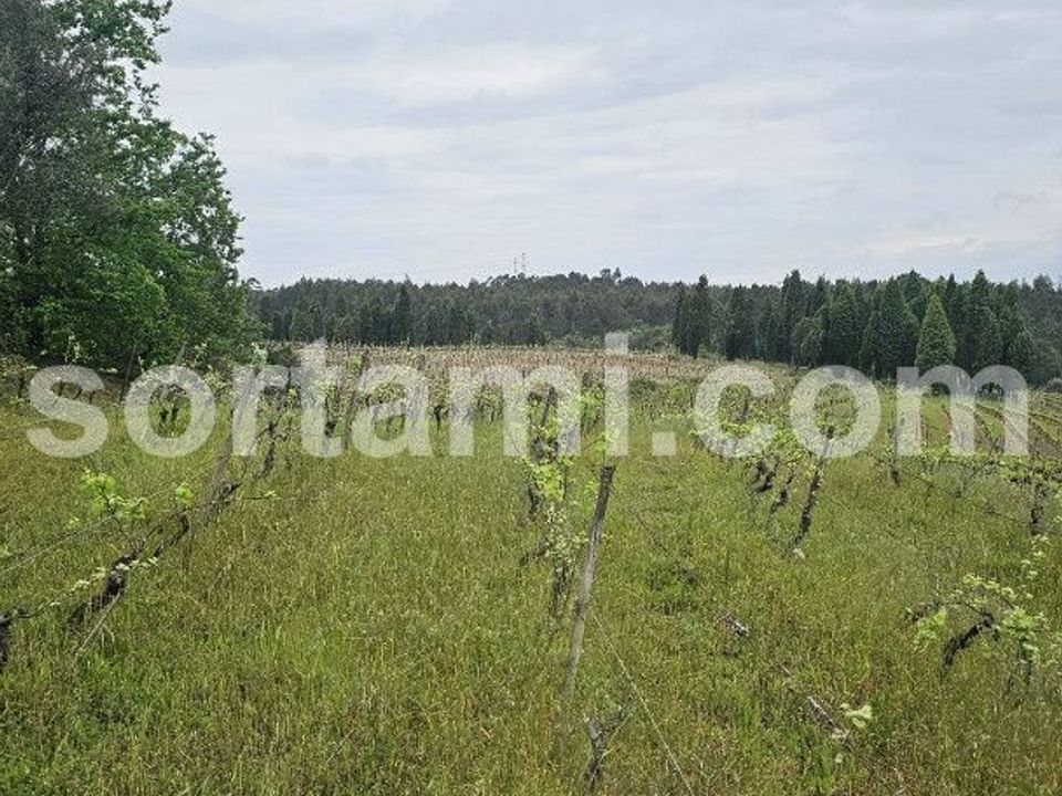 Helårsgrund i Anadia, Aveiro - foto 3