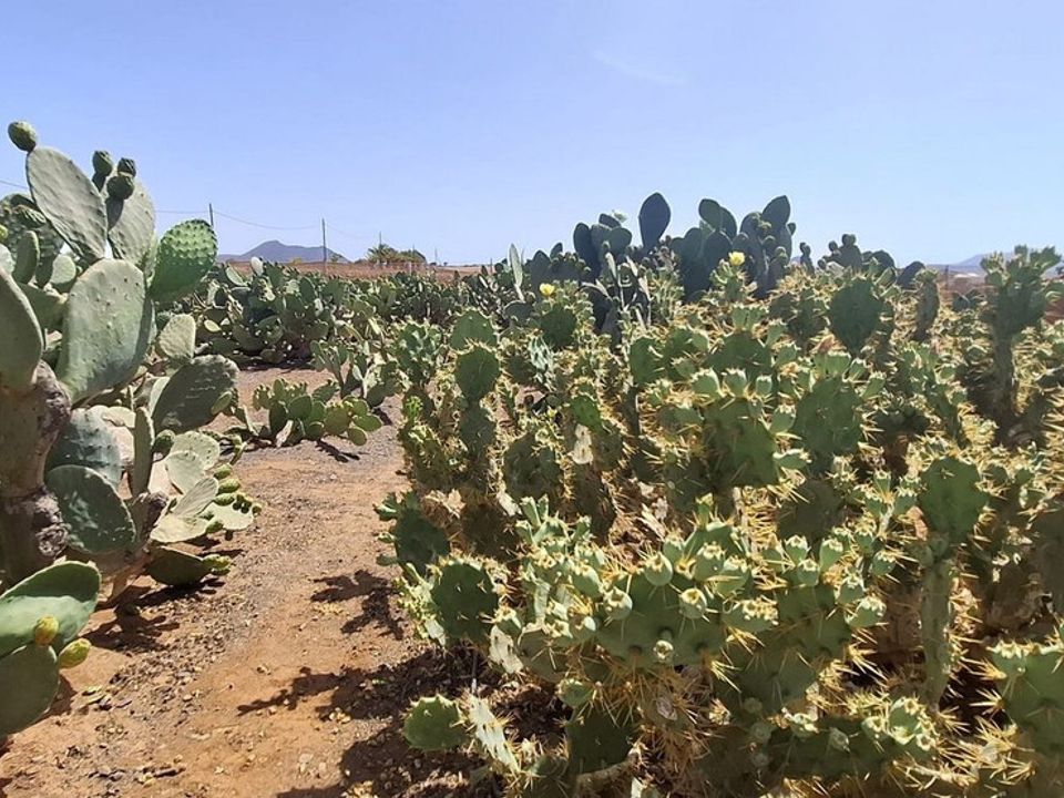 Villa a Tuineje, Fuerteventura - foto 2