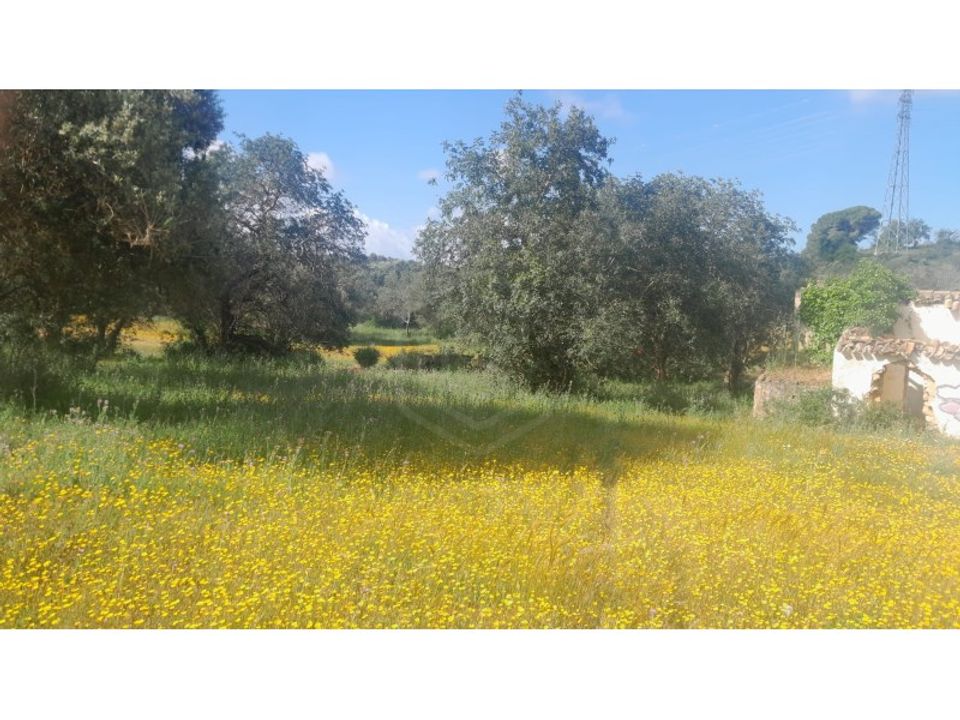 Farm i Ferreiras, Faro - foto 2