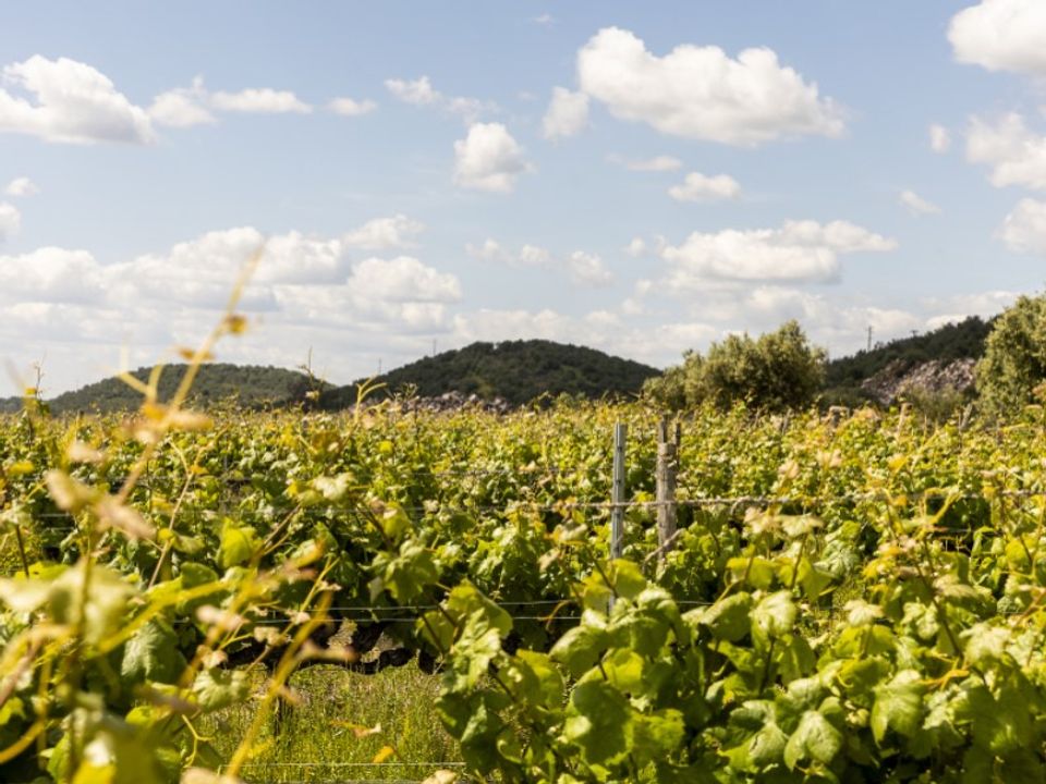 Farm i Estremoz, Evora - foto 1