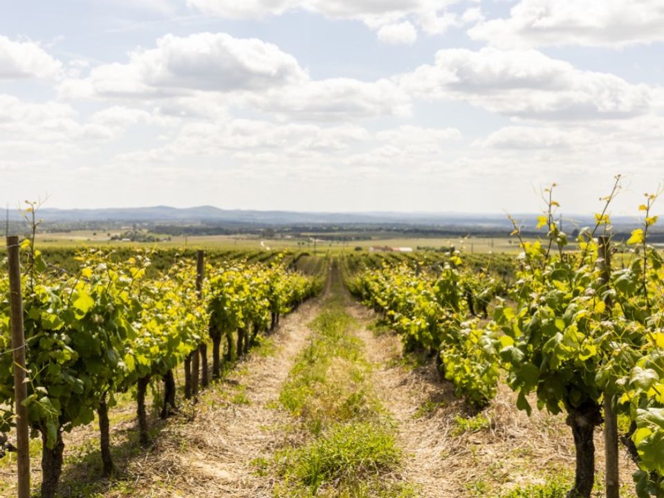 Farm i Estremoz, Evora - foto 2