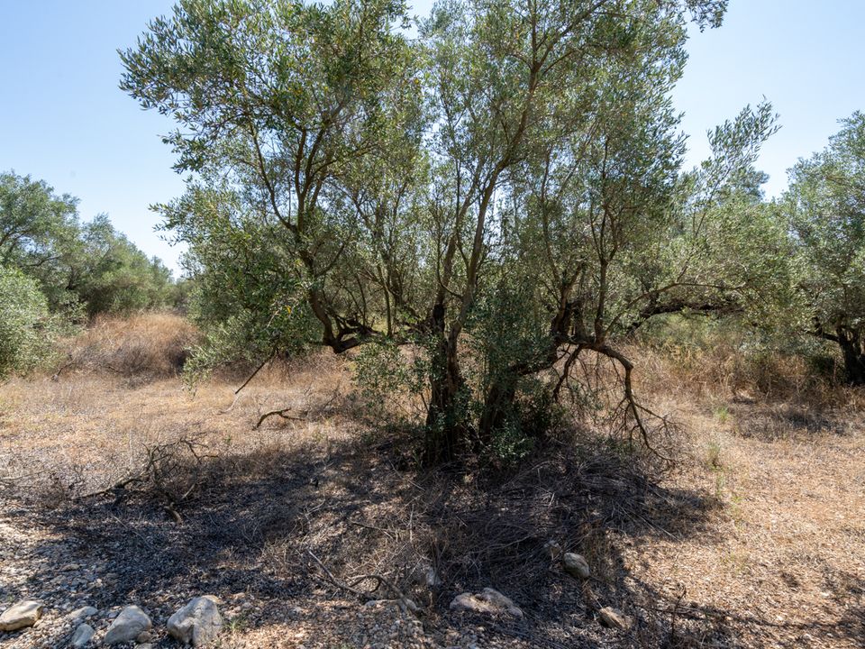 Finca en Mas De Barberans, Tarragona - foto 2