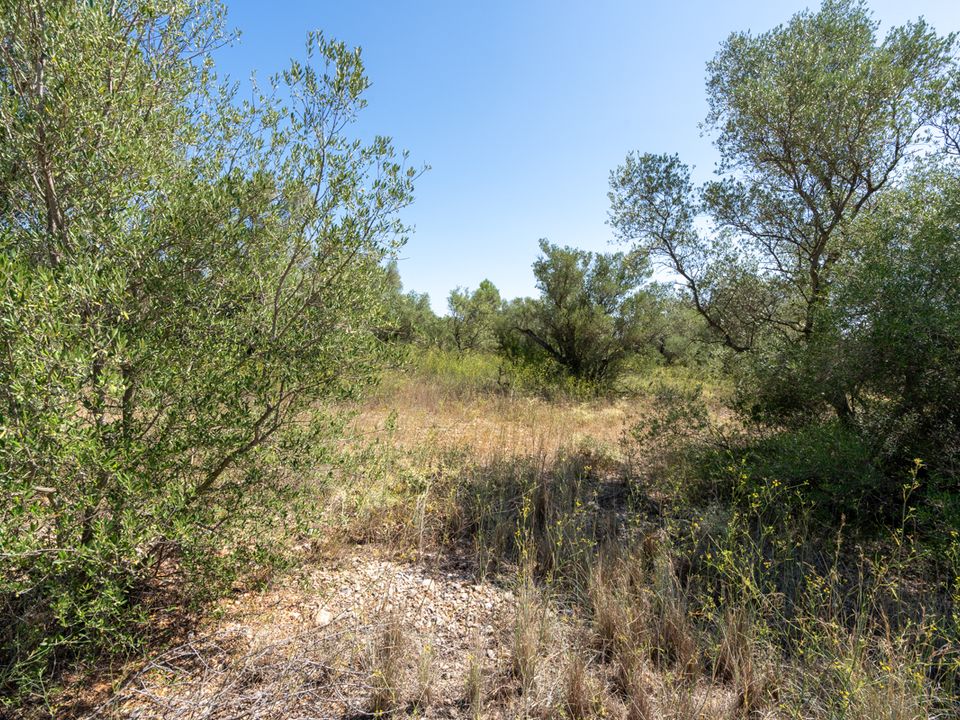 Finca en Mas De Barberans, Tarragona - foto 4
