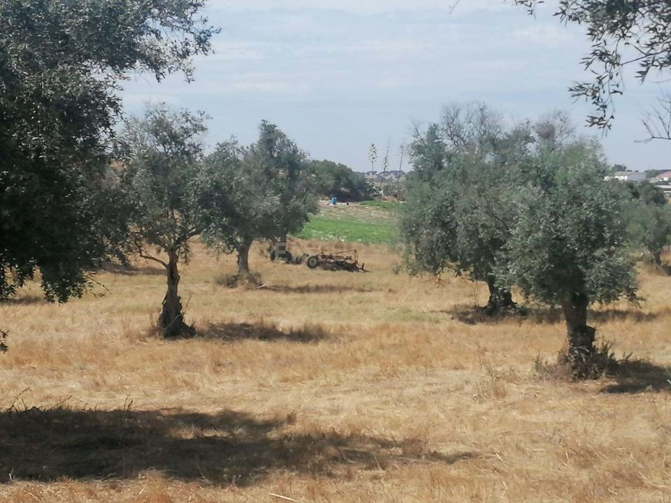 Helårsgrund i Aljustrel, Beja - foto 5