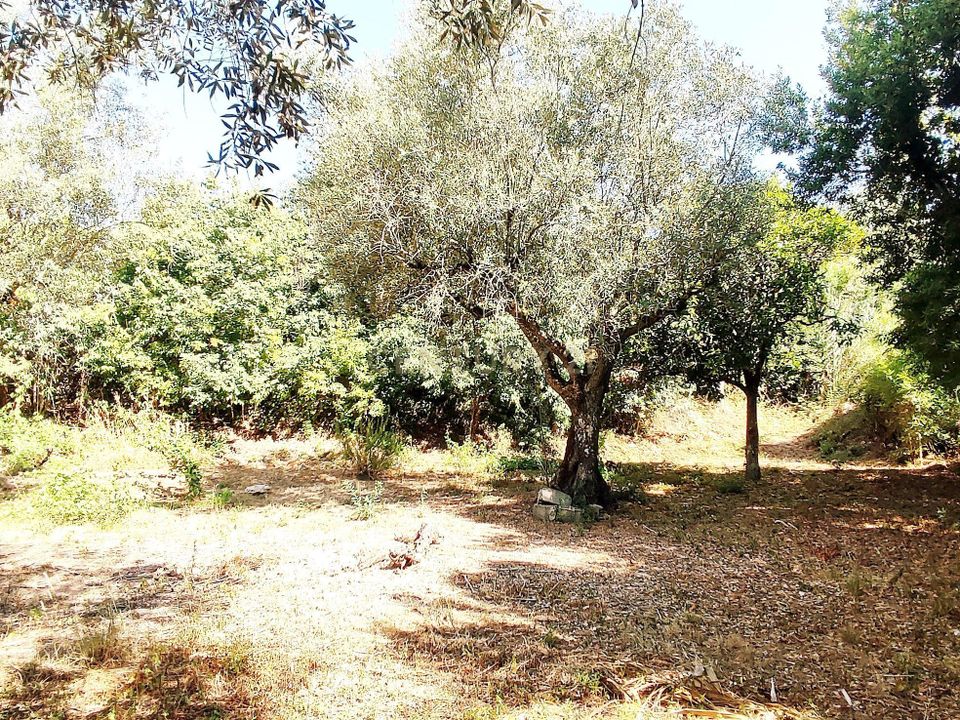 Tomt i Antuzede e Vil de Matos, Coimbra - bilde 5