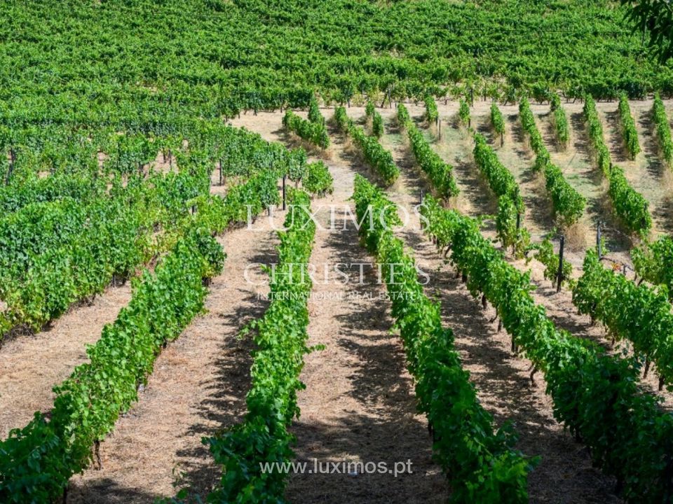 Farm i Santa Marta de Penaguiao, Vila Real - foto 4