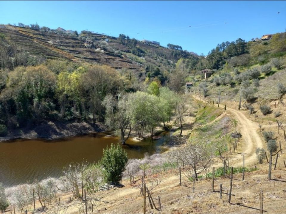 Farm i Lamego, Viseu - foto 2