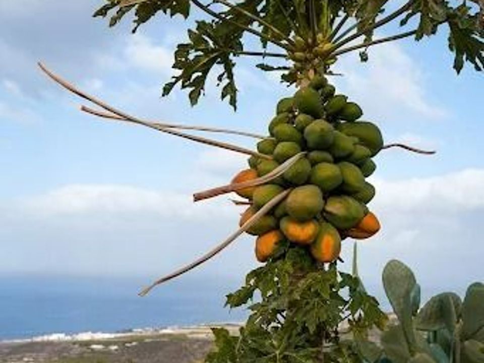 Landejendom i Guia De Isora, Tenerife - foto 5