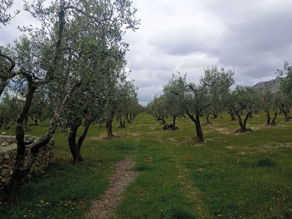 Landejendom i San Giovanni Rotondo, Foggia - foto 4