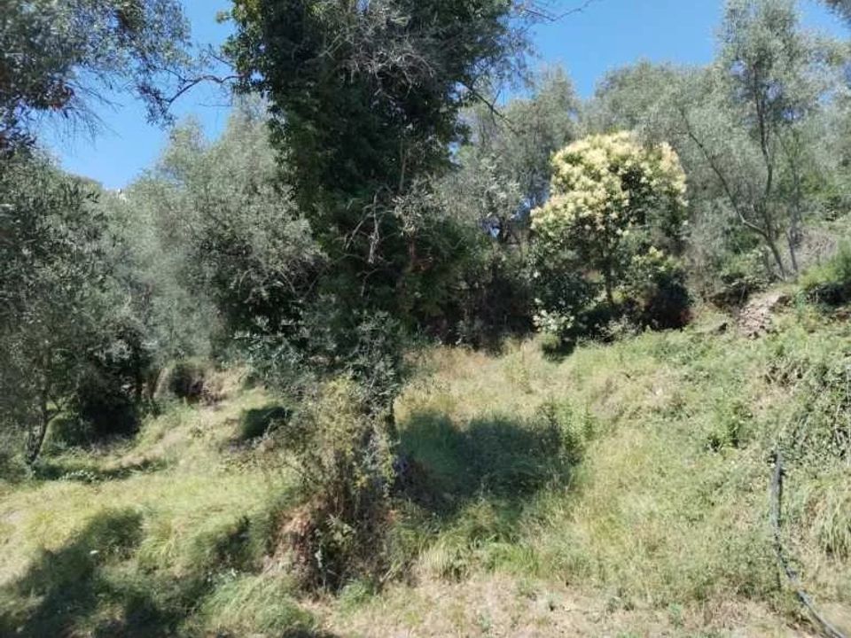Tomt i Perinaldo, Imperia - foto 1