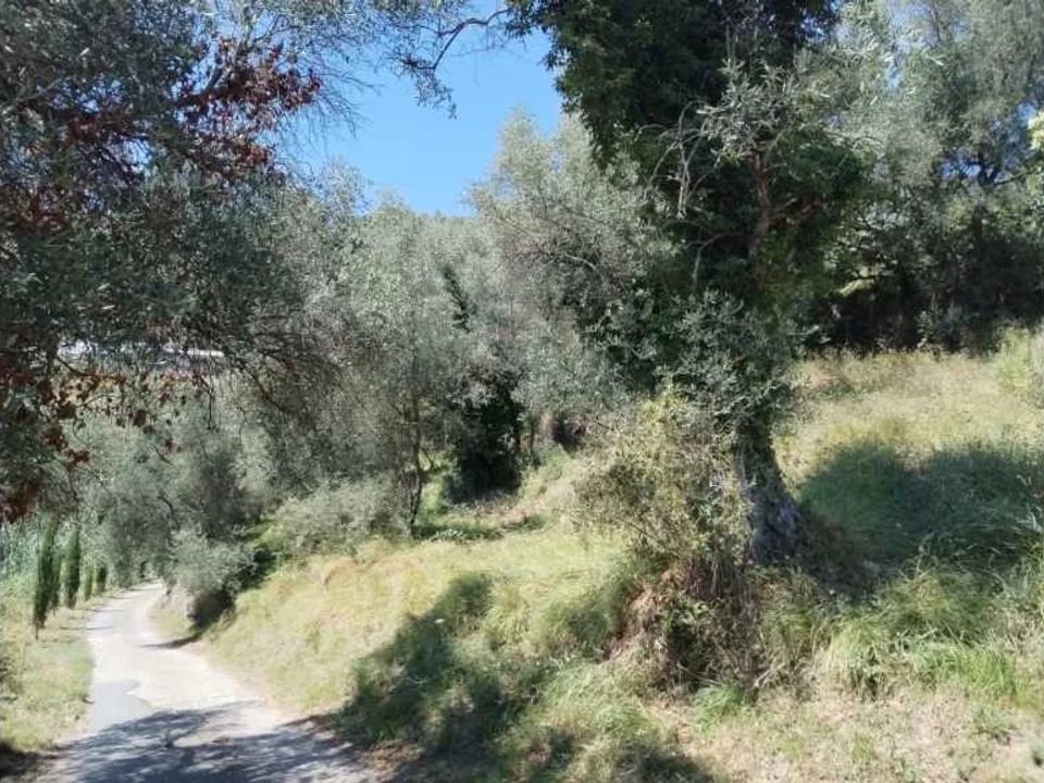 Tomt i Perinaldo, Imperia - foto 3