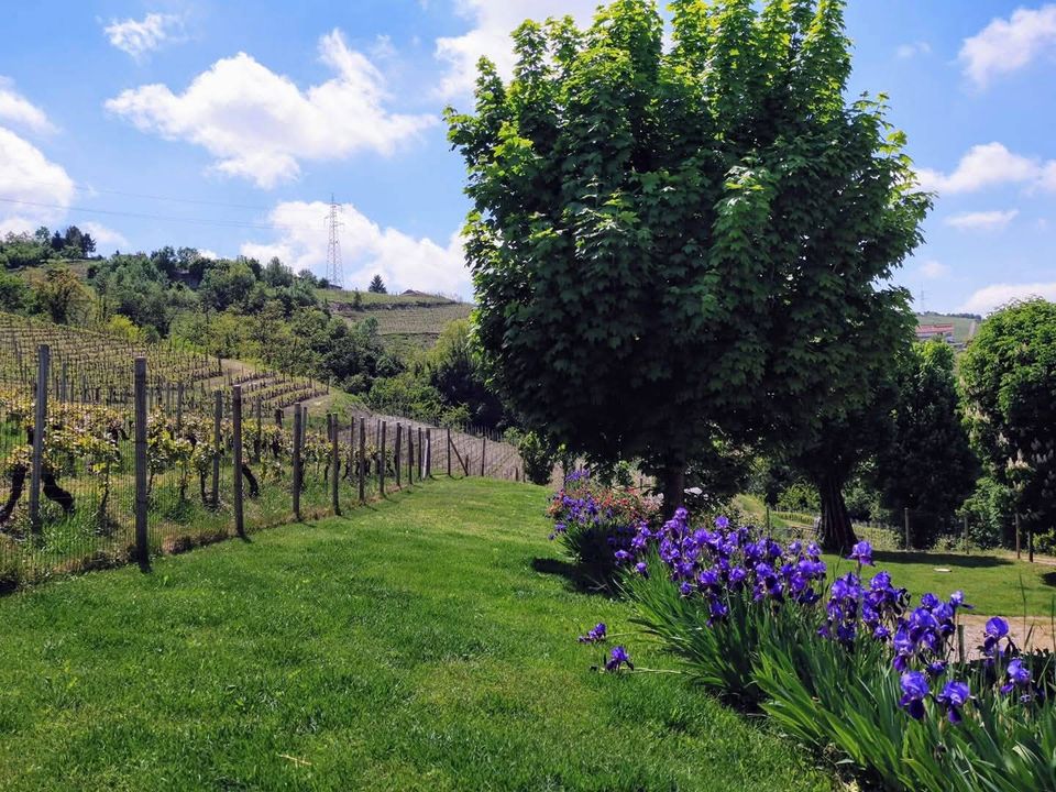 Landejendom i Santo Stefano Belbo, Cuneo - foto 4