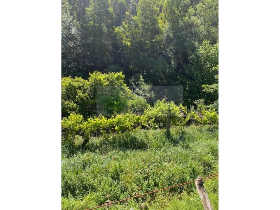 Tomt i Sever do Vouga, Aveiro - bilde 5