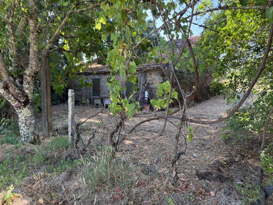 Farm i Carregal do Sal, Viseu - foto 5