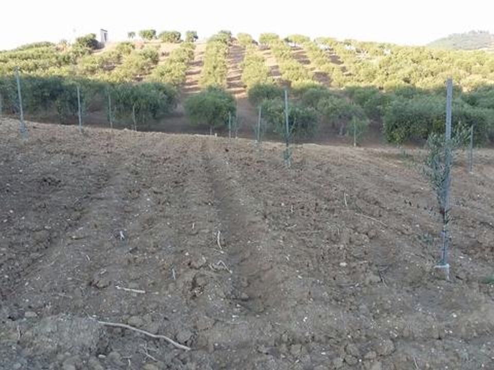 Helårsgrund i Montallegro, Agrigento - foto 5