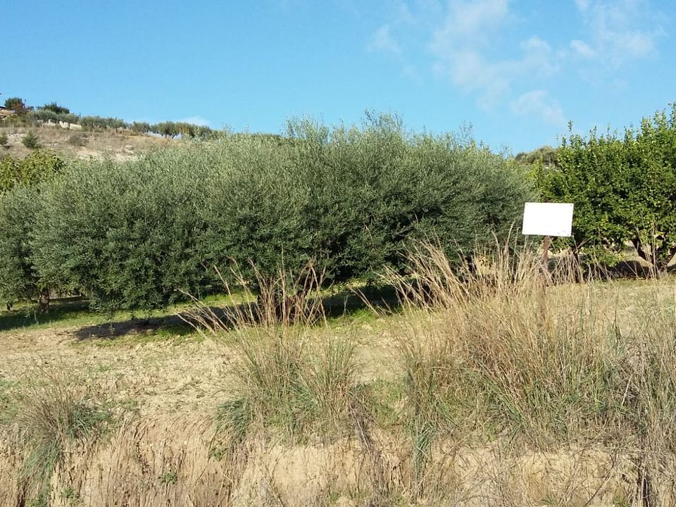 Helårsgrund i Montallegro, Agrigento - foto 3