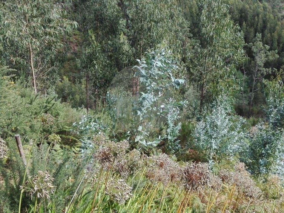 Helårsgrund i Santa Cruz, Madeira - foto 3