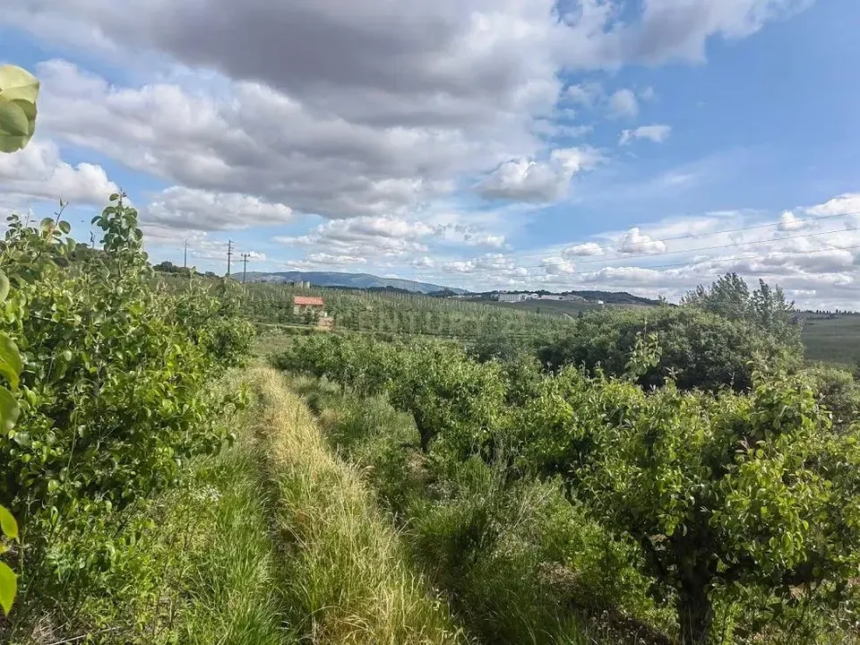 Helårsgrund i Bombarral, Leiria - foto 1