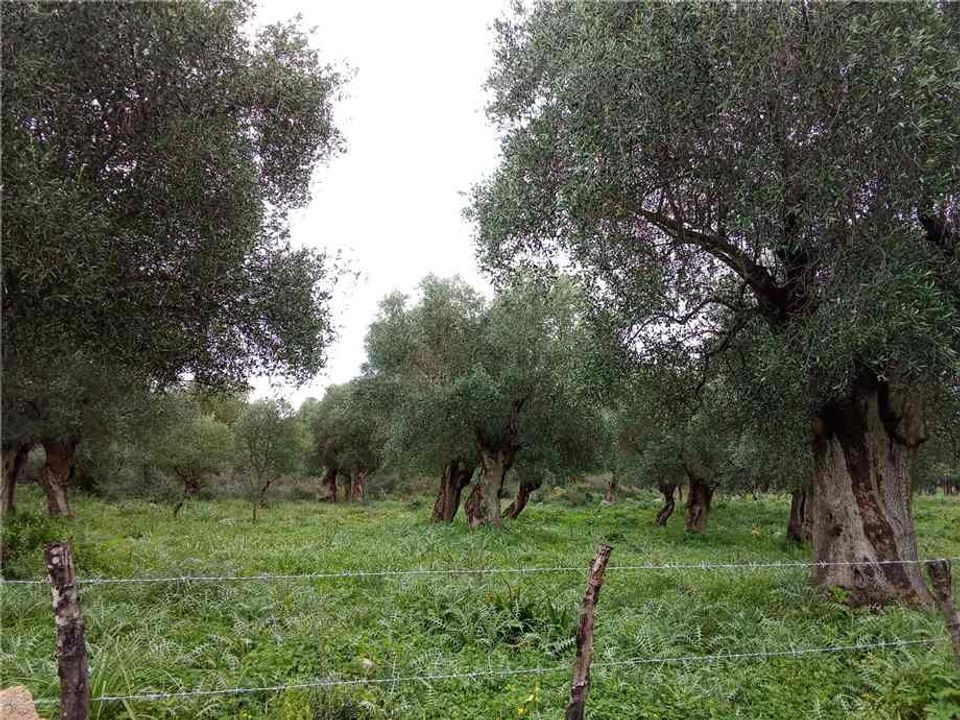 Helårsgrund i San Nicandro Garganico, Foggia - foto 1