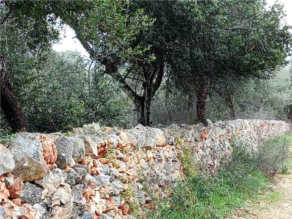 Helårsgrund i San Nicandro Garganico, Foggia - foto 2