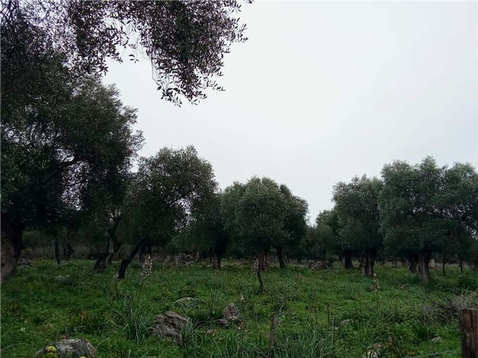 Helårsgrund i San Nicandro Garganico, Foggia - foto 3