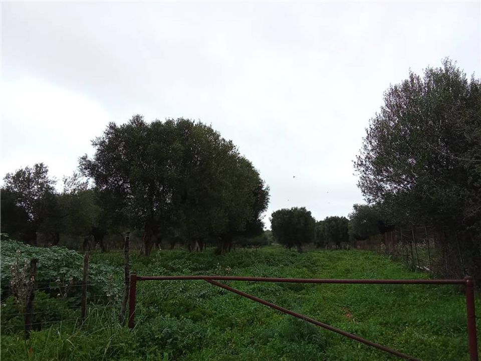 Helårsgrund i San Nicandro Garganico, Foggia - foto 5