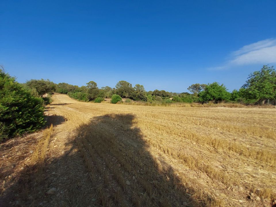 Helårsgrund i Sineu, Mallorca - foto 5