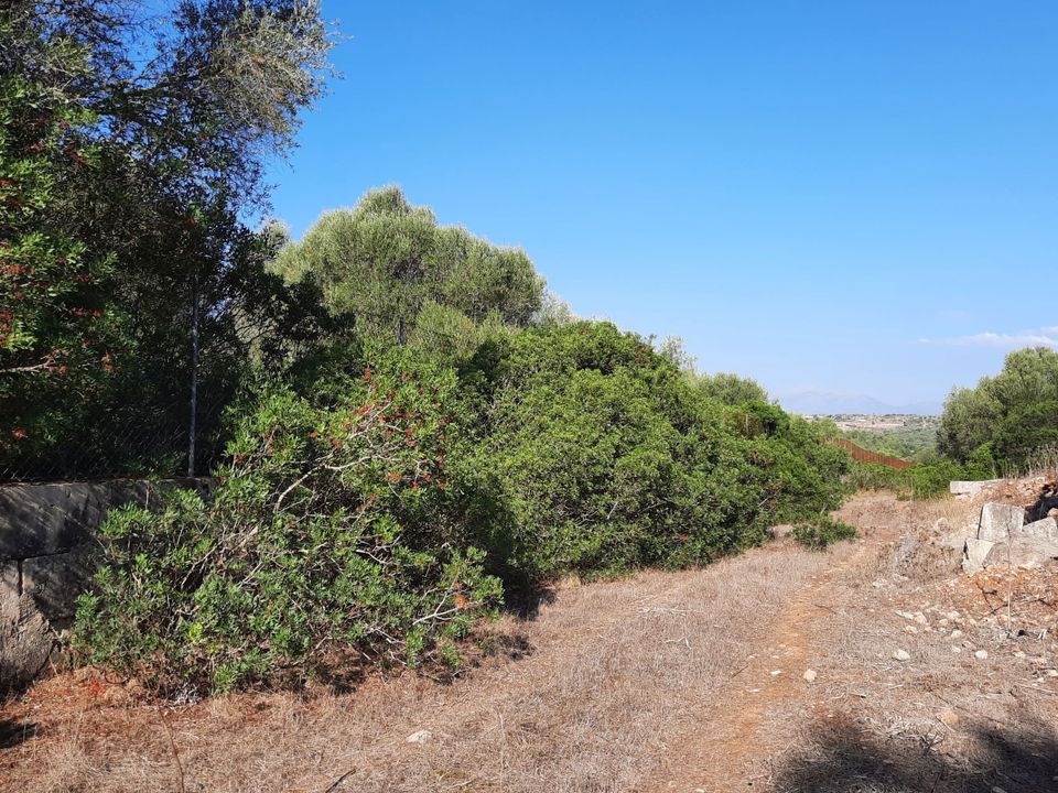 Helårsgrund i Maria De La Salut, Mallorca - foto 4