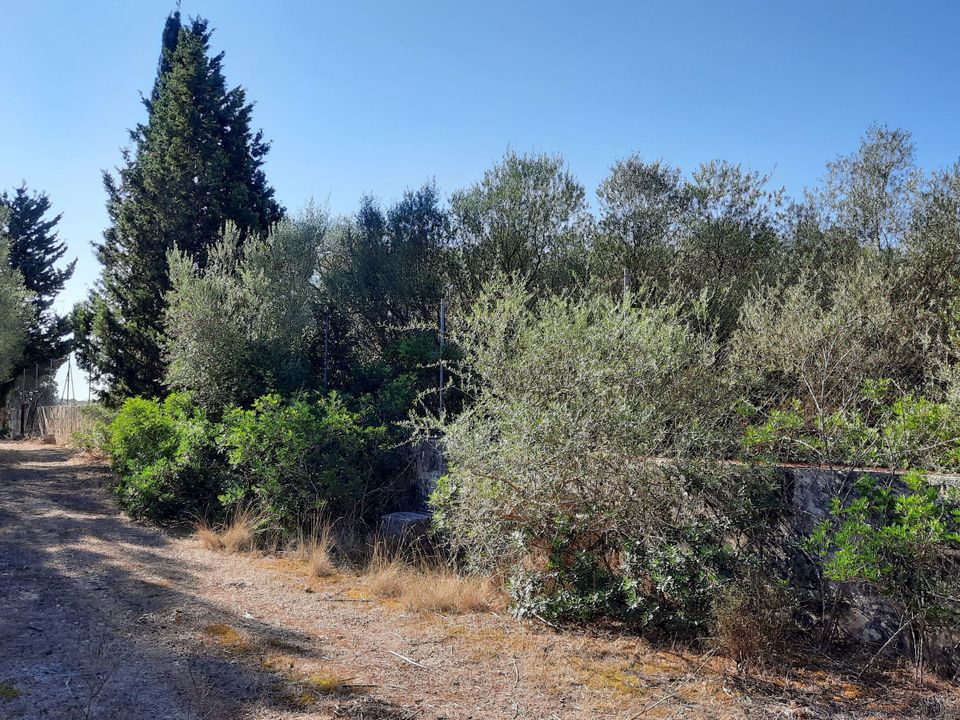 Helårsgrund i Maria De La Salut, Mallorca - foto 5