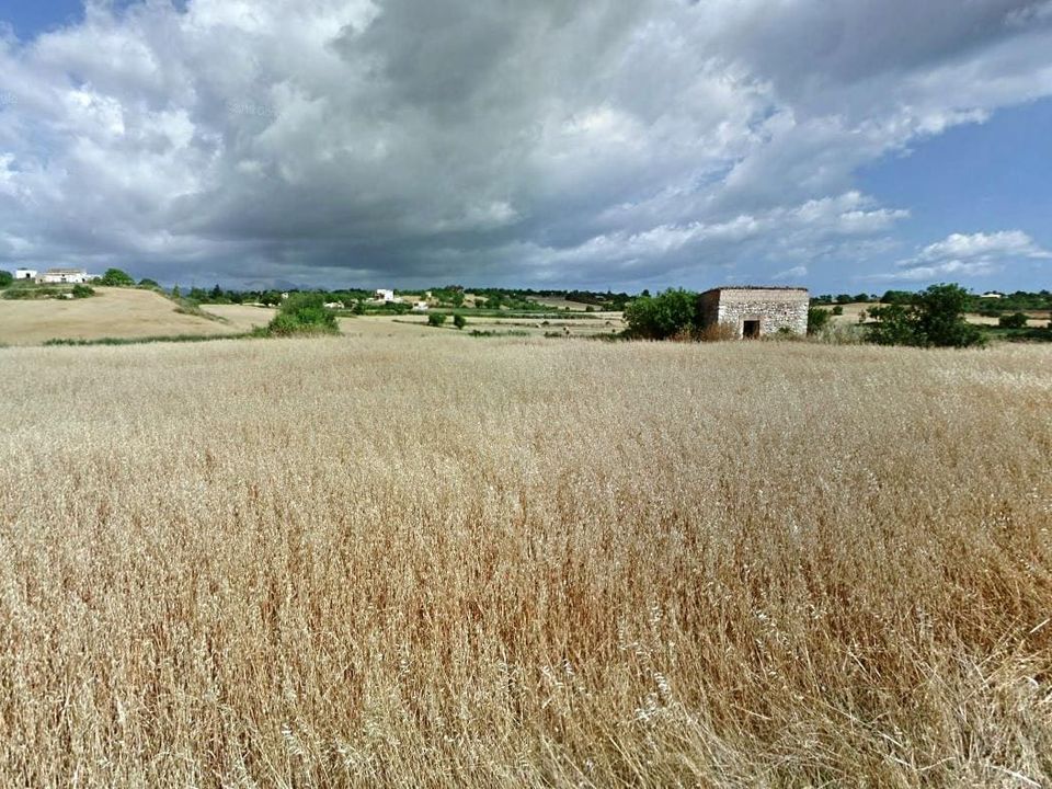 Helårsgrund i Santa Margalida, Mallorca - foto 1
