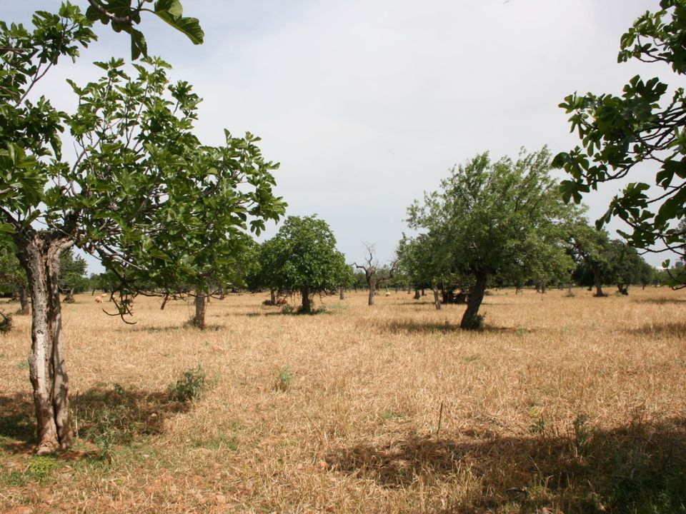 Tomt i Lloseta, Mallorca - bilde 2