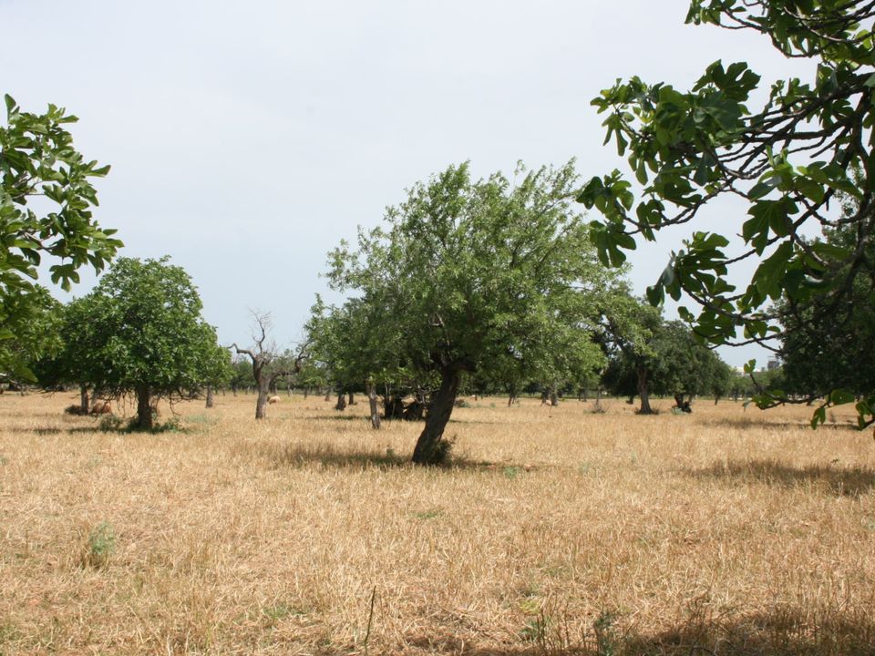 Tomt i Lloseta, Mallorca - bilde 3