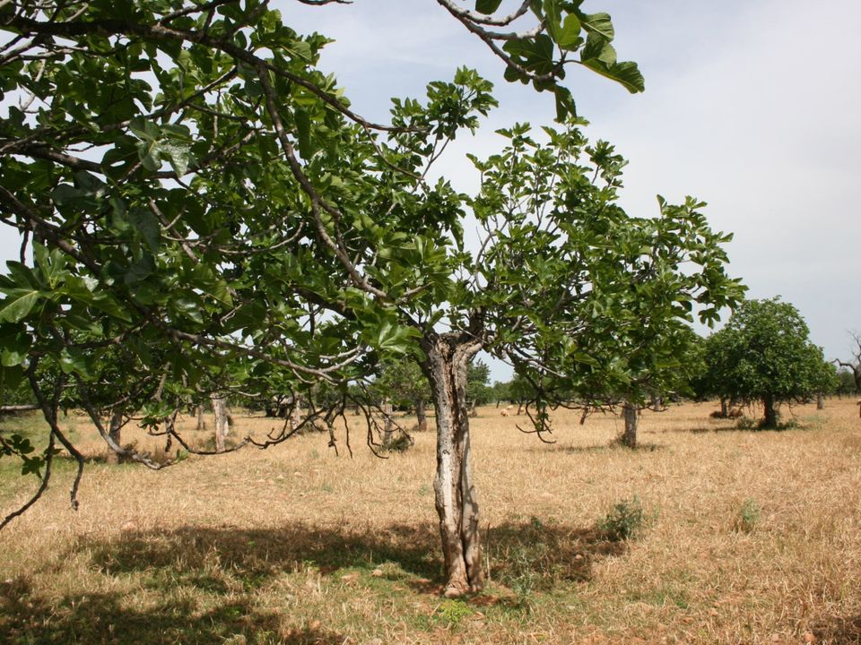 Tomt i Lloseta, Mallorca - bilde 4