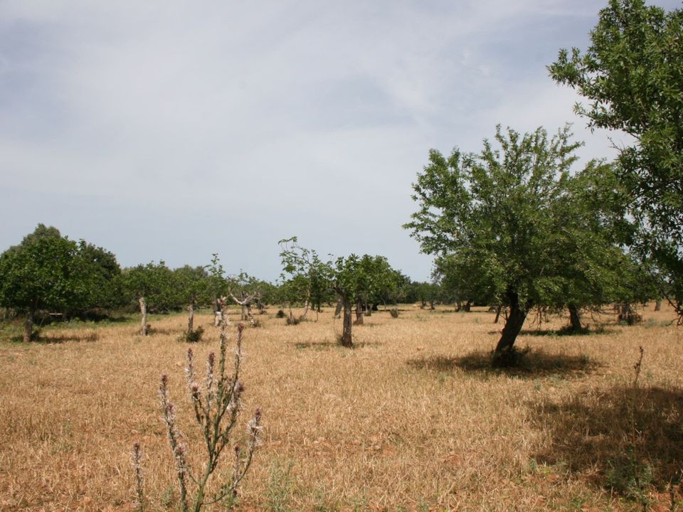 Tomt i Lloseta, Mallorca - bilde 5