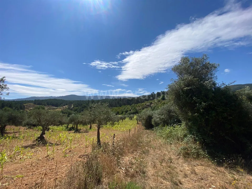 Tomt i Fundao, Castelo Branco - bilde 1