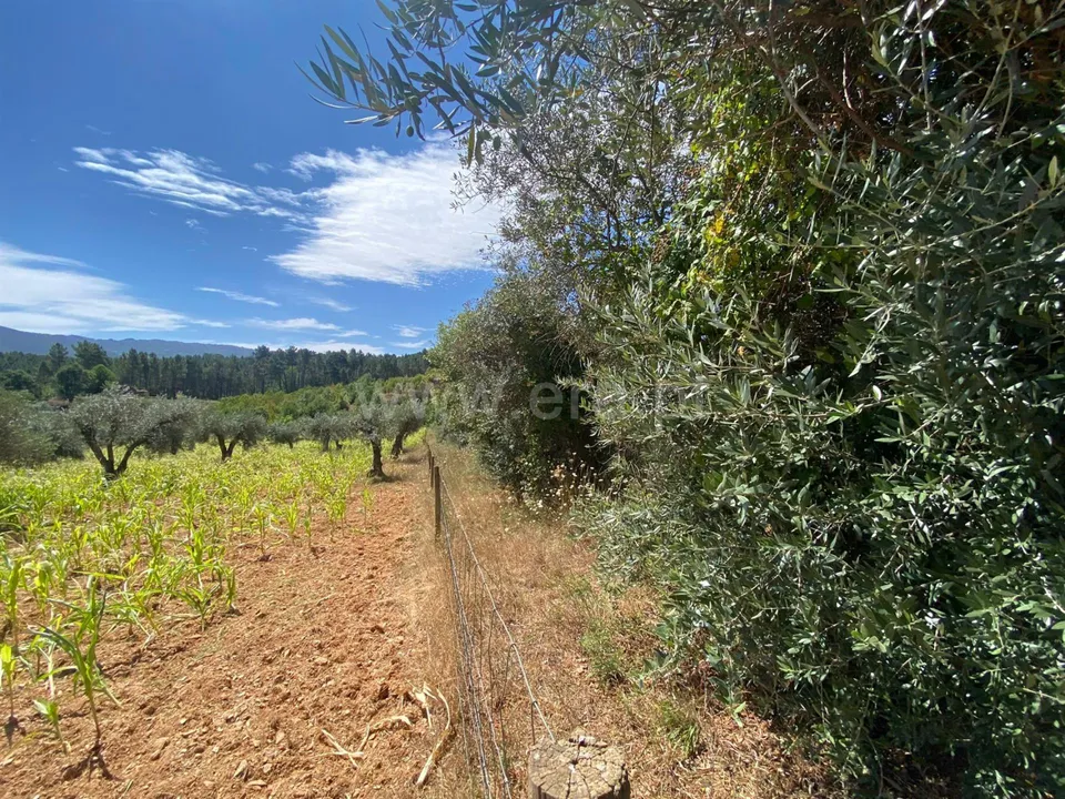 Tomt i Fundao, Castelo Branco - bilde 2