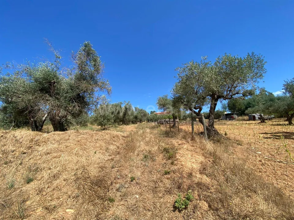 Tomt i Fundao, Castelo Branco - bilde 3