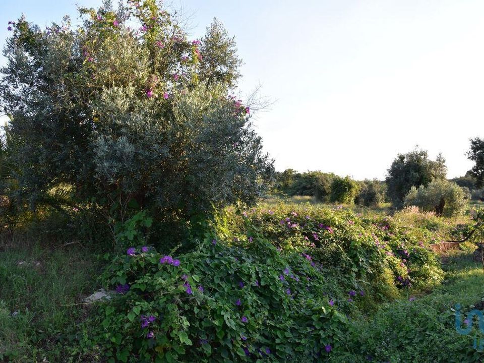 Helårsgrund i Ferreira do Zezere, Santarem - foto 3