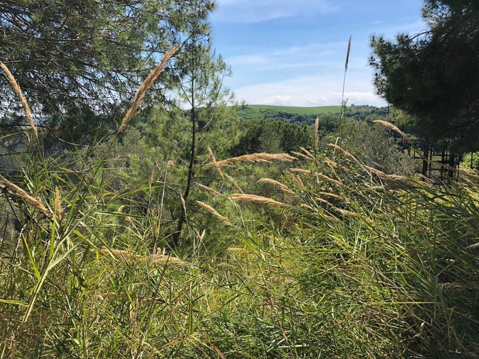 Tomt i Grottammare, Ascoli Piceno - bilde 5